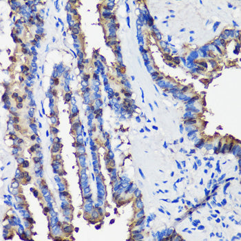 SCGB1A1 Rabbit pAb