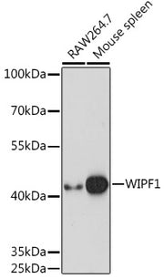 WIPF1 Rabbit pAb