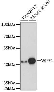 WIPF1 Rabbit pAb