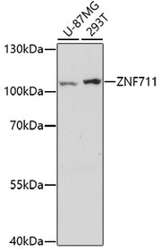 ZNF711 Rabbit pAb
