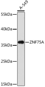 ZNF75A Rabbit pAb