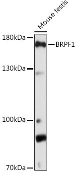 BRPF1 Rabbit pAb