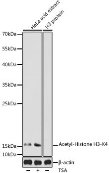 Acetyl-Histone H3-K4 Rabbit pAb
