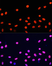 Histone H4 Rabbit pAb