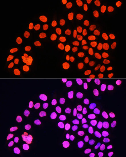 Histone H4 Rabbit pAb