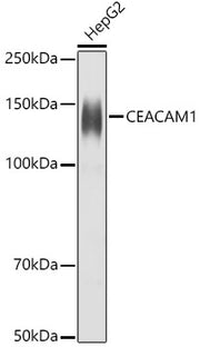 CD66a/CEACAM1 Rabbit pAb