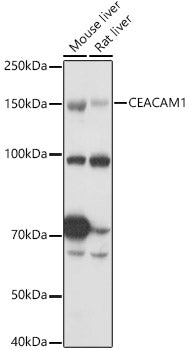 CD66a/CEACAM1 Rabbit pAb