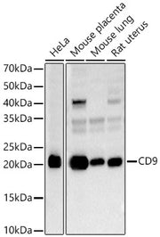 CD9 Rabbit pAb
