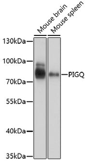 PIGQ Rabbit pAb