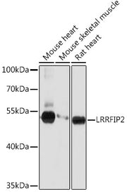 LRRFIP2 Rabbit pAb