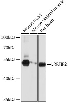 LRRFIP2 Rabbit pAb