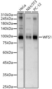 WFS1 Rabbit pAb