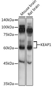 KEAP1 Rabbit pAb