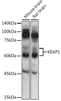 KEAP1 Rabbit pAb