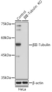 [KO Validated] βIII-Tubulin Rabbit pAb