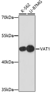 [KO Validated] VAT1 Rabbit pAb