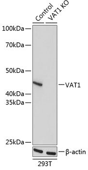 [KO Validated] VAT1 Rabbit pAb