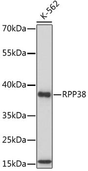 RPP38 Rabbit pAb