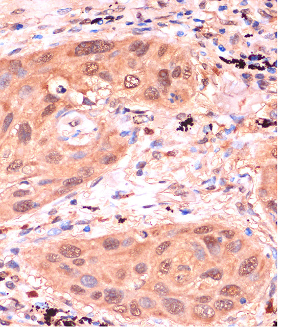 RPP38 Rabbit pAb