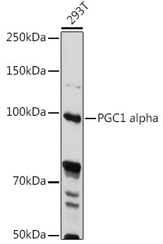 PGC1 alpha Rabbit pAb