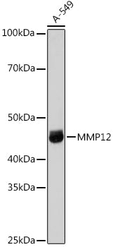 MMP12 Rabbit pAb