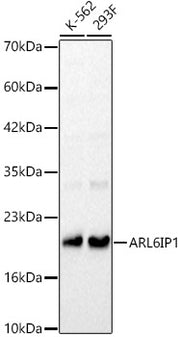 ARL6IP1 Rabbit pAb