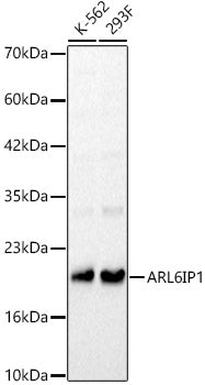 ARL6IP1 Rabbit pAb