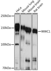 WWC1 Rabbit pAb