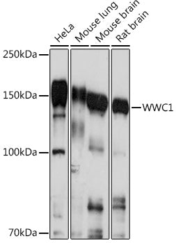 WWC1 Rabbit pAb