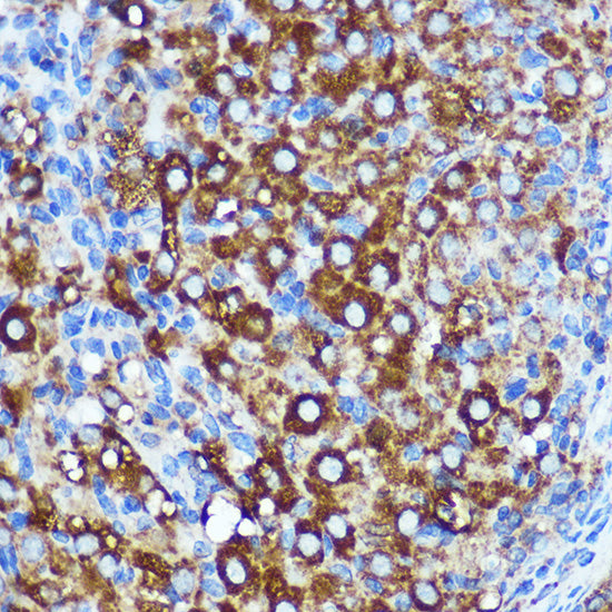 WWC1 Rabbit pAb