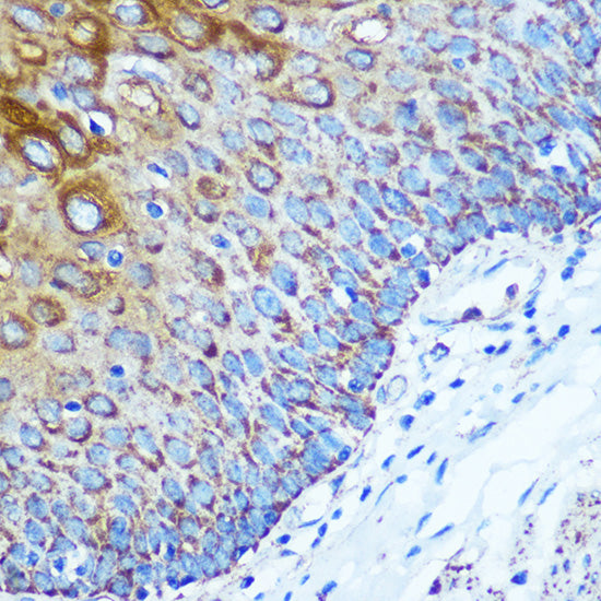 WWC1 Rabbit pAb