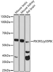 PIK3R3/p55PIK Rabbit pAb
