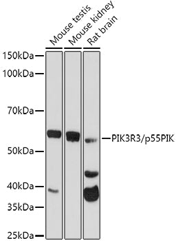 PIK3R3/p55PIK Rabbit pAb