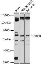 ARIH1 Rabbit pAb