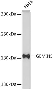 GEMIN5 Rabbit pAb