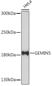 GEMIN5 Rabbit pAb