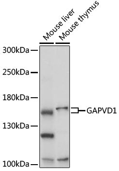 GAPVD1 Rabbit pAb