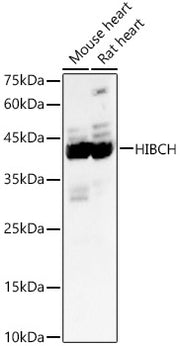 HIBCH Rabbit pAb
