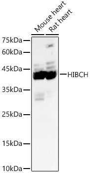 HIBCH Rabbit pAb