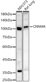 CNNM4 Rabbit pAb