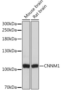 CNNM1 Rabbit pAb