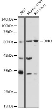 DKK3 Rabbit pAb