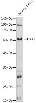 DKK3 Rabbit pAb