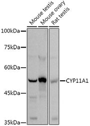 CYP11A1 Rabbit pAb
