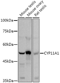 CYP11A1 Rabbit pAb