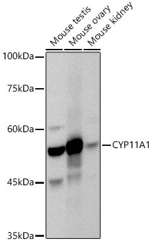 CYP11A1 Rabbit pAb