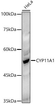 CYP11A1 Rabbit pAb