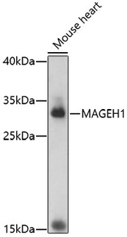 MAGEH1 Rabbit pAb