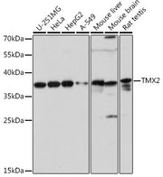 TMX2 Rabbit pAb