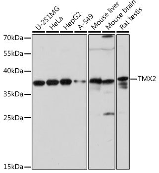 TMX2 Rabbit pAb